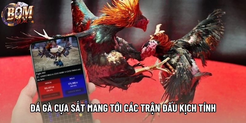 Đá gà cựa sắt mang tới các trận đấu kịch tính Đá gà cựa sắt mang tới các trận đấu kịch tính